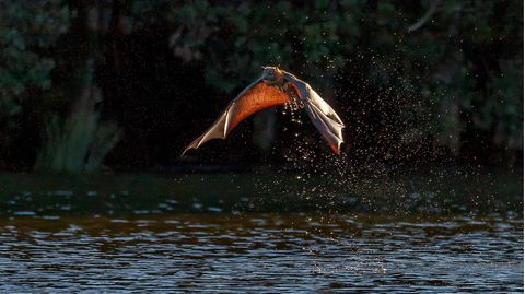 Eine Fledermaus mitten über dem Wasser im Flug