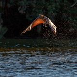 Eine Fledermaus mitten über dem Wasser im Flug