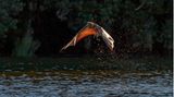 Eine Fledermaus mitten über dem Wasser im Flug