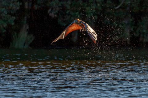 Eine Fledermaus mitten über dem Wasser im Flug