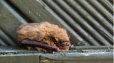 Eine kleine liegende Fledermaus