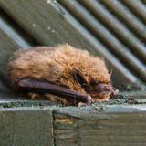 Eine kleine liegende Fledermaus