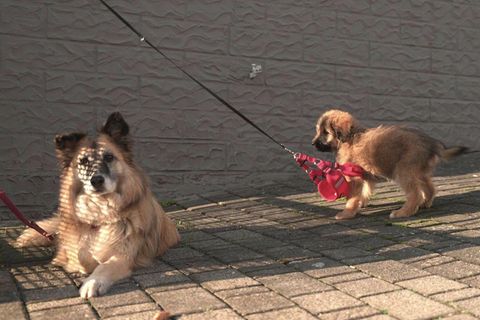 Keks und Elli