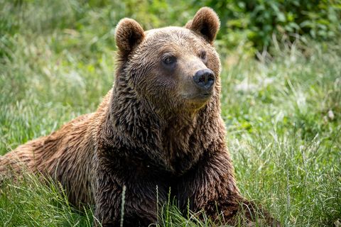 Ein Europäischer Braunbär sitzt im Gras