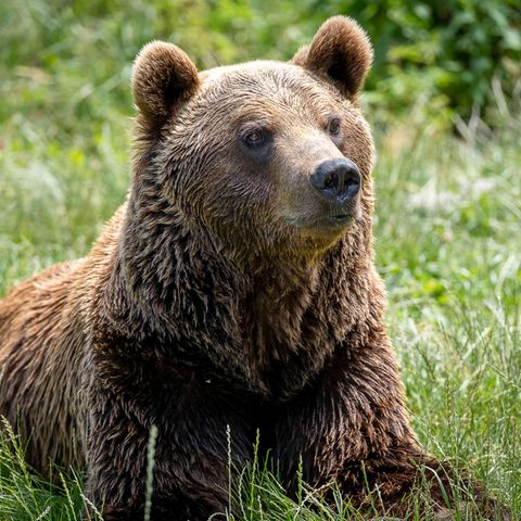 Ein Europäischer Braunbär sitzt im Gras