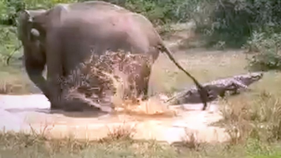 Elefantenbaby badet neben Krokodil – Mutter kämpft gegen das Reptil