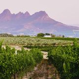 Blick auf die Weinberge Stellenboschs