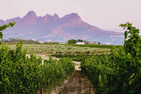 Blick auf die Weinberge Stellenboschs