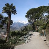 Palmen wachsen vor einem Bergpanorama in der italienischen Stadt Meran