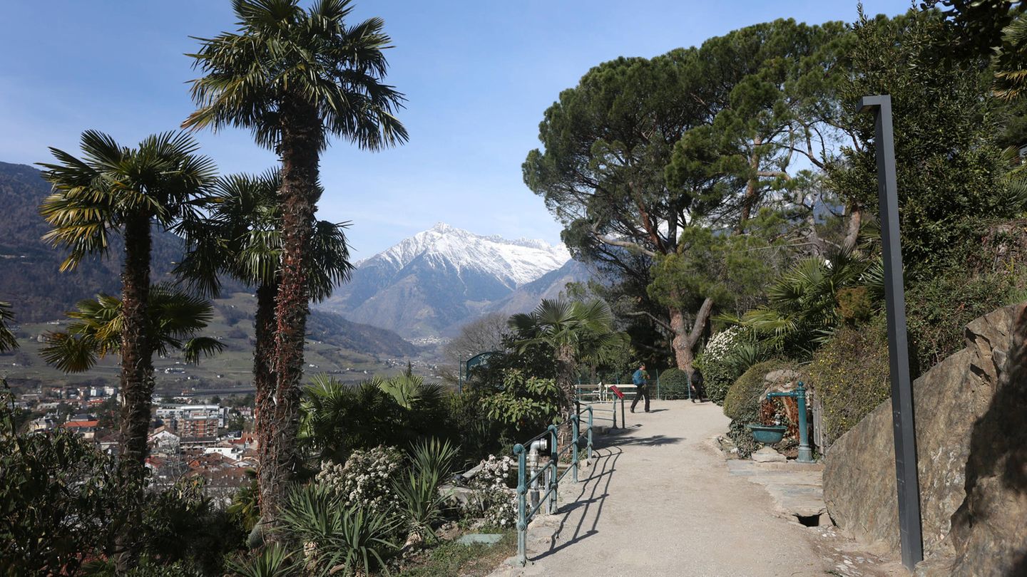 Platz eins: Meran, Italien Palmen wachsen vor einem Bergpanorama in der italienischen Stadt Meran