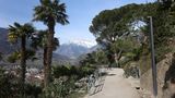 Palmen wachsen vor einem Bergpanorama in der italienischen Stadt Meran
