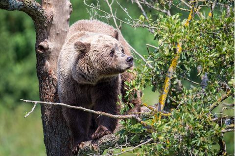 Ein Braunbär klettert im Gehege im Wildpark Poing auf einem Baum