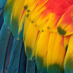 Bunte Federn