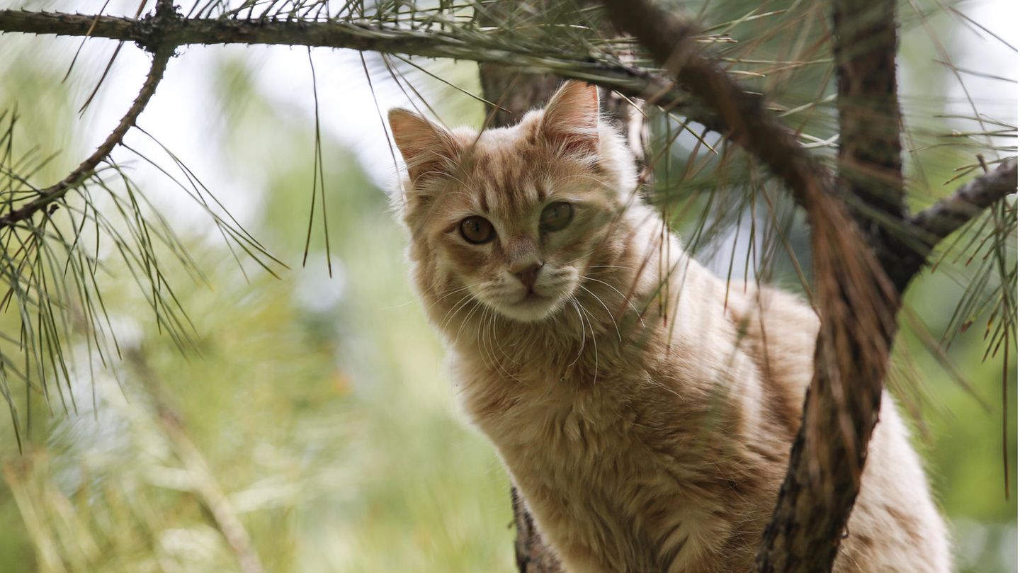 Eine europäische Wildkatze