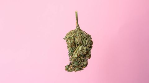 Eine Cannabis-Blüte