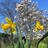 Und im Puvogel-Garten zeigen bei strahlendem Sonnenschein im Frühling Osterglocken ihre gelben Blüten