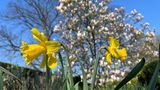 Und im Puvogel-Garten zeigen bei strahlendem Sonnenschein im Frühling Osterglocken ihre gelben Blüten