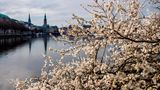 Auch an der Hamburger Binnenalster blühen Kirschbäume