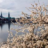 Auch an der Hamburger Binnenalster blühen Kirschbäume