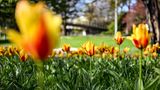 Tulpen recken im im Zoologischen Stadtgarten von Karlsruhe kerzengeradem ihre Köpfe in den Himmel