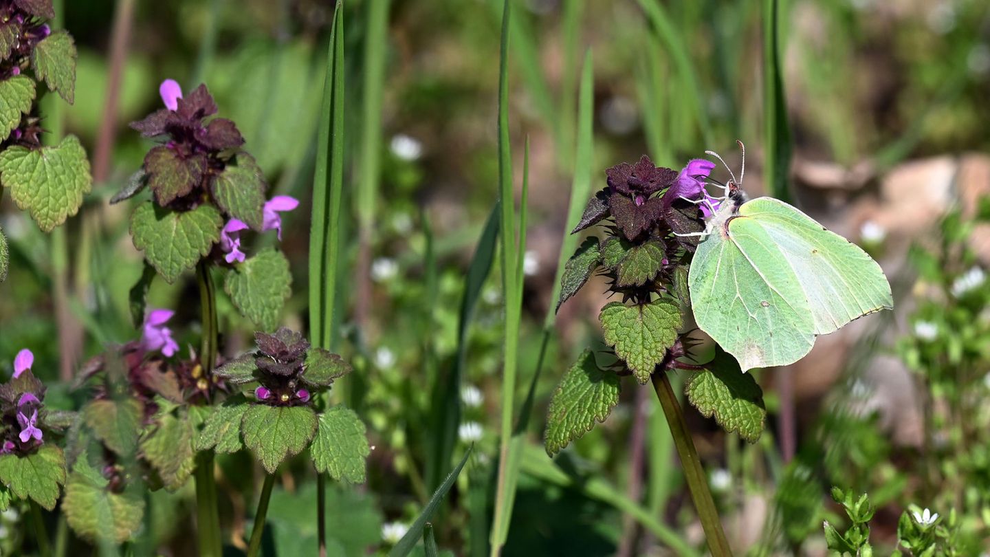 Ein Schmetterling sitzt im brandenburgischen Rheinsberg an einer Blüte und trinkt Nektar