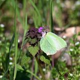 Ein Schmetterling sitzt im brandenburgischen Rheinsberg an einer Blüte und trinkt Nektar