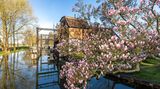 Eine Magnolie blüht in der Frühlingssonne an einem Fließ an der Radduscher Buschmühle in Brandenburg