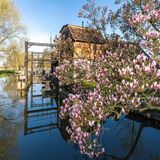 Eine Magnolie blüht in der Frühlingssonne an einem Fließ an der Radduscher Buschmühle in Brandenburg