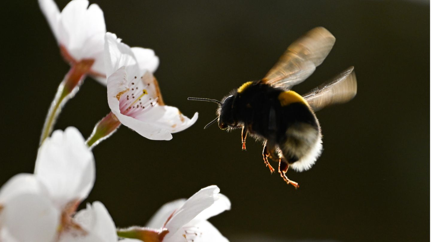 Ein Hummel fliegt eine Kirschblüte auf dem Lohrberg im Norden Frankfurts an