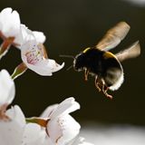 Ein Hummel fliegt eine Kirschblüte auf dem Lohrberg im Norden Frankfurts an