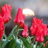 Mit geschlossenen Blüten warten diese Tulpen in Ehingen in Baden-Württemberg auf Sonnenschein