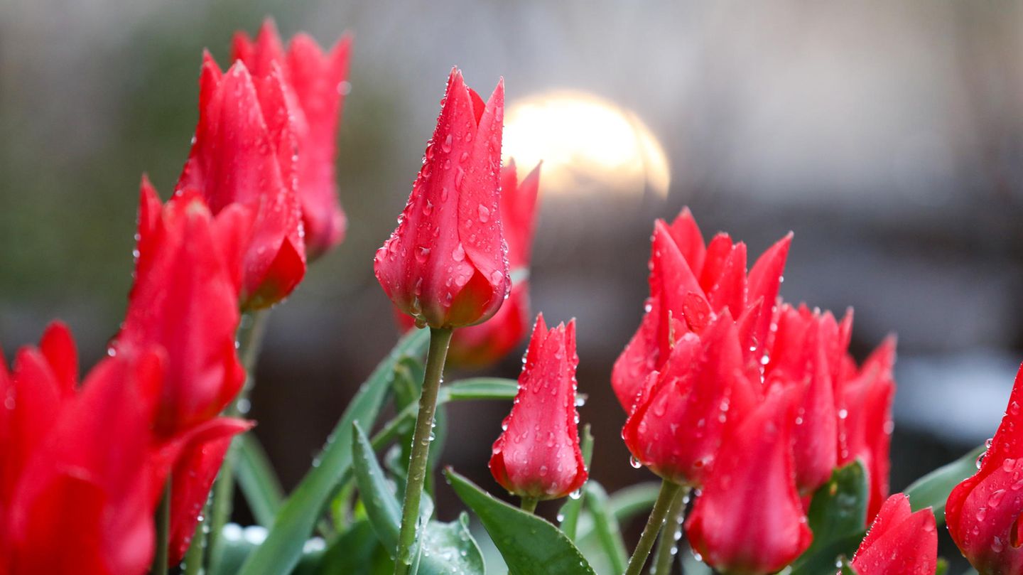 Mit geschlossenen Blüten warten diese Tulpen in Ehingen in Baden-Württemberg auf Sonnenschein