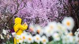 Im Regenmantel verewigt einer Besucherin des Kirschblütenfestes in den Gärten der Welt in Berlin-Marzahn die Schönheit der Natur