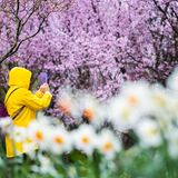 Im Regenmantel verewigt einer Besucherin des Kirschblütenfestes in den Gärten der Welt in Berlin-Marzahn die Schönheit der Natur