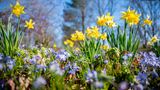 Narzissen und Blausterne blühen in einem Beet im Britzer Garten in Berlin