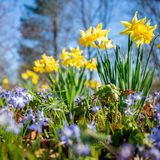 Narzissen und Blausterne blühen in einem Beet im Britzer Garten in Berlin