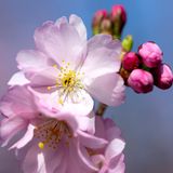 Goldmedaillenreif: prächtige Kirschblüten im Münchner Olympiapark
