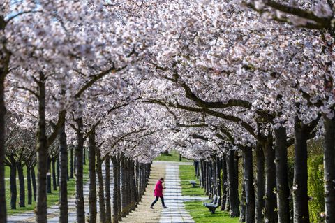 Japanische Zierkirschen blühen im Frühling in Wismar in Mecklenburg-Vorpommern