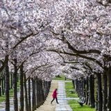 Japanische Zierkirschen blühen im Frühling in Wismar in Mecklenburg-Vorpommern