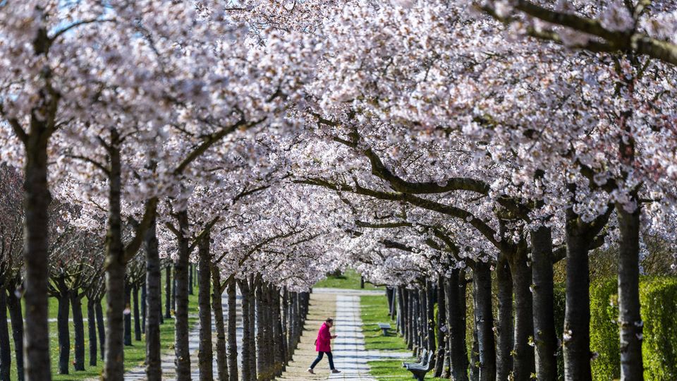 Japanische Zierkirschen blühen im Frühling in Wismar in Mecklenburg-Vorpommern