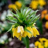 Kaiserkrone heißt dieser Frühjahrsblüher im Park der Gärten im niedersächsischen Bad Zwischenahn