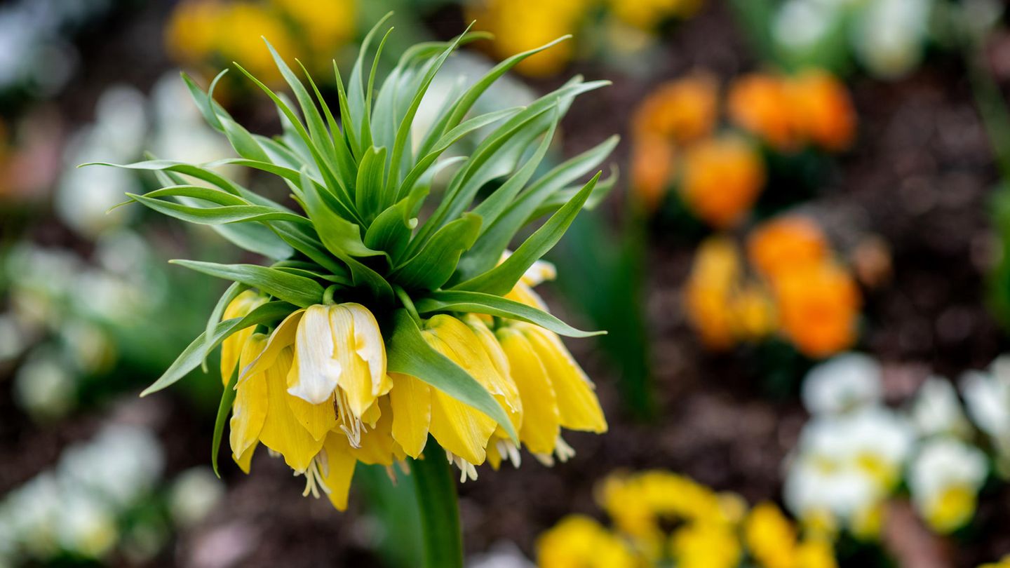 Kaiserkrone heißt dieser Frühjahrsblüher im Park der Gärten im niedersächsischen Bad Zwischenahn
