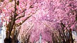 Unter blühenden japanischen Kirschbäumen steht die römische Jupitersäule auf der Bonner Heerstrasse. In den engen Straßen der Altstadt formen sich die Zweige der blühenden Bäume zu einem rosafarbenen Dach. Das Schauspiel lockt jedes Jahr Tausende Schaulustige und Fotojäger an.
