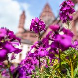Blumen blühen vor dem Mainzer Dom