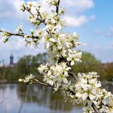 Blüten sind vor den Türmen der Schlosskirche (l.) und der Stadtkirche der Lutherstadt Wittenberg in Sachsen-Anhalt zu sehen