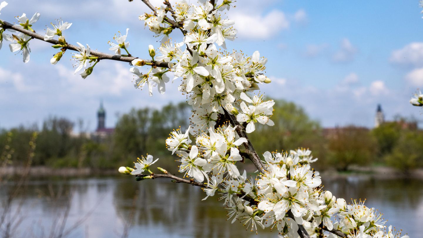 Blüten sind vor den Türmen der Schlosskirche (l.) und der Stadtkirche der Lutherstadt Wittenberg in Sachsen-Anhalt zu sehen