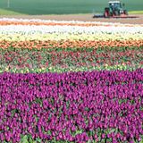 Tulpen in den buntesten Farben auf einem Feld in Kapellen in Nordrhein-Westfalen