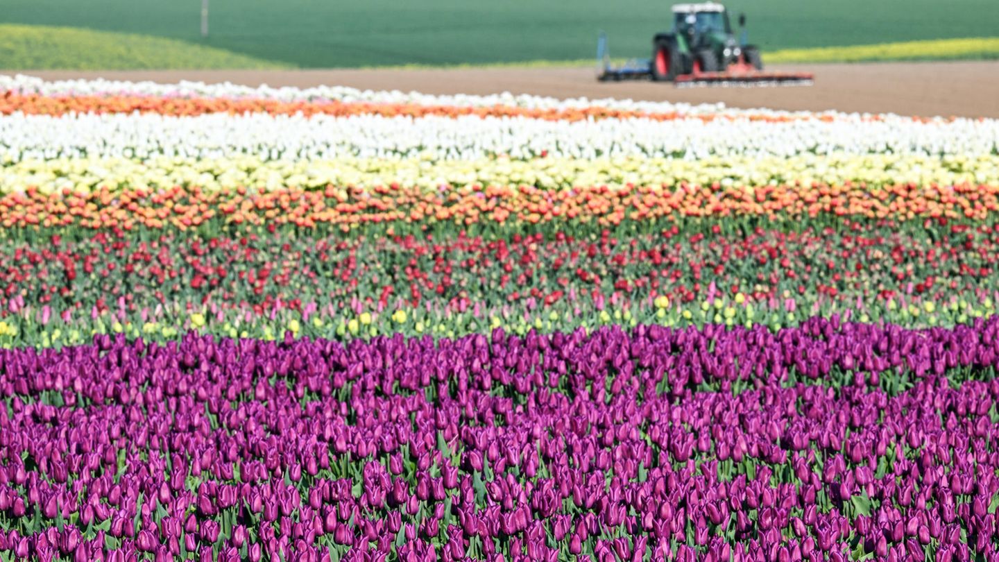 Tulpen in den buntesten Farben auf einem Feld in Kapellen in Nordrhein-Westfalen