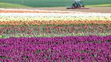 Tulpen in den buntesten Farben auf einem Feld in Kapellen in Nordrhein-Westfalen