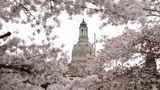 Eingerahmt von einer blühenden Zierkirsche zeigt sich die Kuppel der Frauenkirche in Dresden